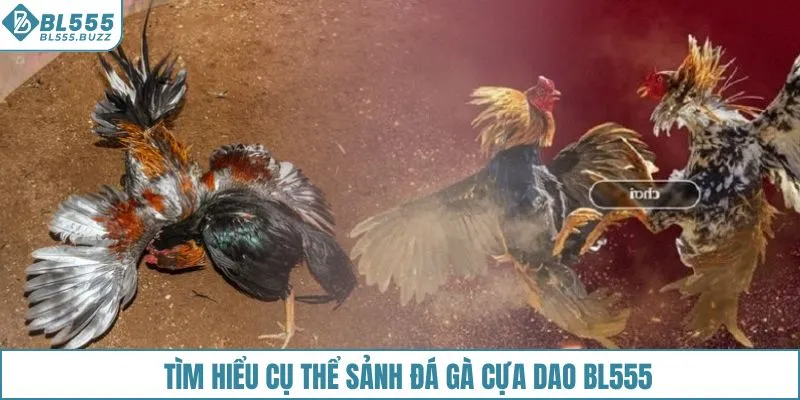 Tìm hiểu cụ thể sảnh đá gà cựa dao BL555