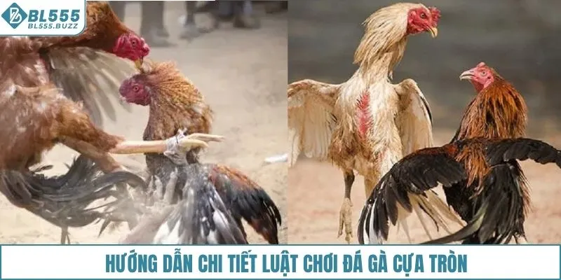 Hướng dẫn chi tiết luật chơi đá gà cựa tròn